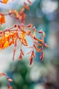 Vivid bright orange flowers Crocosmia on natural green background with bokeh sun rays Royalty Free Stock Photo