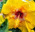 Vivid bright yellow and orange flower holding onto the rain drops Royalty Free Stock Photo