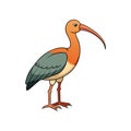 Vivid Buff-Necked Ibis Bird Artwork Royalty Free Stock Photo