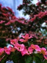 Vivid bunch of pink Cornus kousa in the garden.Vancouver, Canada.