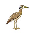 Vivid Bush Stone-Curlew Bird Illustration Royalty Free Stock Photo