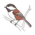 Vivid Chestnut-backed Chickadee Bird Illustration Royalty Free Stock Photo