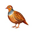 Vivid Chinese Bamboo Partridge Bird Design Royalty Free Stock Photo