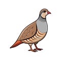 Vivid Chukar Partridge Bird Artwork Royalty Free Stock Photo