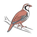 Vivid Chukar Partridge Bird Design Royalty Free Stock Photo