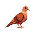 Vivid Cinnamon Ground Dove Bird Design Royalty Free Stock Photo