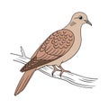 Vivid Cinnamon Ground Dove Bird Design Royalty Free Stock Photo