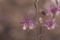 Vivid close-up of an array of purple Common catchment (Aquilegia vulgaris) flowers