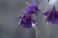 Vivid close-up of an array of purple Common catchment (Aquilegia vulgaris) flowers