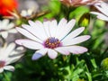 Vivid close-up of a Cape marguerite flower