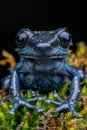 Vivid close up of dendrobates tinctorius azureus dart frog perched on lush green moss