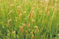 Vivid close-up grass. green grass in the sunset