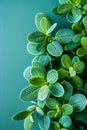 Vivid Close Up of Green Foliage with Intricate Patterns on Vibrant Background Nature, Botanical Beauty, Leaf Textures, Eco