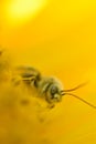 Vivid close up of a honey bees face and antennas on a bright yellow sunflower micro photo Royalty Free Stock Photo