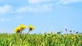 Vivid close up macro of grass field meadow with yellow dandelion in focus, blue sky in the background, isolated