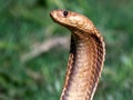 Vivid close-up photograph of a Cape cobra snake in a grassy meadow, (Naja nivea) Royalty Free Stock Photo