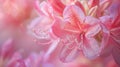 Vivid close up pink rhododendron blossom revealing delicate petals and intricate details