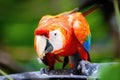 Vivid close up portrait of wild macaw ara red parrot