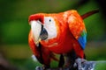 Vivid close up portrait of wild macaw ara red parrot