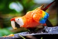 Vivid close up portrait of wild macaw ara red parrot