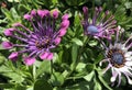 Vivid Close Up of Purple African Daisies