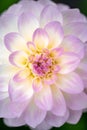 Close-up shot of a beautiful Dahlia flower in full bloom Royalty Free Stock Photo