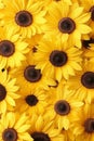 Vivid close up of sunflowers showcasing stunning details for a captivating visual experience