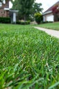 Vivid close up of young bermuda grass in a lush green lawn, showcasing vibrant hues