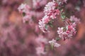 Vivid color of Cherry Blossom or pink Sakura flower on blue sky Royalty Free Stock Photo