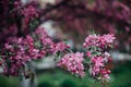 Vivid color of Cherry Blossom or pink Sakura flower on blue sky Royalty Free Stock Photo