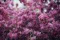 Vivid color of Cherry Blossom or pink Sakura flower on blue sky Royalty Free Stock Photo