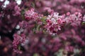 Vivid color of Cherry Blossom or pink Sakura flower on blue sky Royalty Free Stock Photo