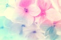 Vivid color flowers in soft and blur style on mulberry paper texture Royalty Free Stock Photo