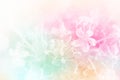 Vivid color flowers in soft and blur style on mulberry paper texture Royalty Free Stock Photo