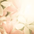 Vivid color flowers in soft and blur style on mulberry paper texture Royalty Free Stock Photo