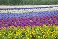 Vivid color of purple and yellow flower field in Hokkaido, Japan Royalty Free Stock Photo