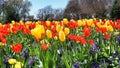 Springtime Tulips in Texas.