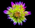 Vivid colored detailed macro portrait of an isolated single star-like dahlia blossom