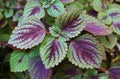 Vivid Colored Variegated Leaves of Coleus Plant in the Garden Royalty Free Stock Photo