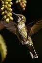 Vivid and colorful hummingbirds flying with precision, targeting vibrant flower nectar