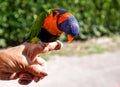 Vivid and colorful intelligent parrot standing on the hand of a woman