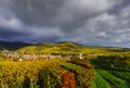 Vivid colors of autumn vineyards in Andlau, Alsace Royalty Free Stock Photo