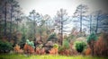 The vivid colors of mt lemmons forest and greenery