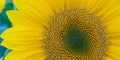 Vivid Colors of Sunflowers, Italy Royalty Free Stock Photo