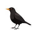 Vivid Common Blackbird Bird Design Royalty Free Stock Photo