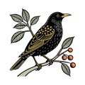 Vivid Common Blackbird Bird Design Royalty Free Stock Photo