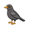 Vivid Common Blackbird Bird Design Royalty Free Stock Photo