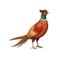 Vivid Copper Pheasant Bird Design Royalty Free Stock Photo