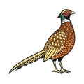 Vivid Copper Pheasant Bird Design Royalty Free Stock Photo