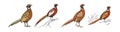 Vivid Copper Pheasant Bird Design Royalty Free Stock Photo